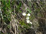 alpska mastnica